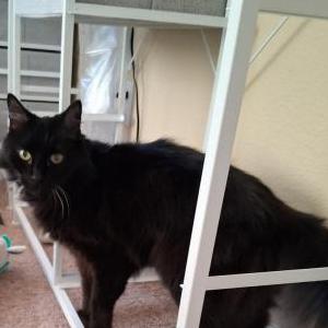 Image of Pugsly, Lost Cat