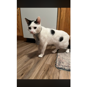 Image of Beanz/Beanie weenie, Lost Cat