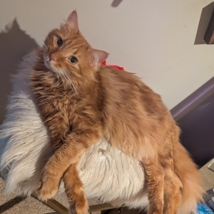 Image of Leon, Lost Cat