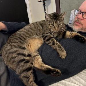 Image of Baja, Lost Cat