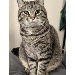 Image of Hector, Lost Cat
