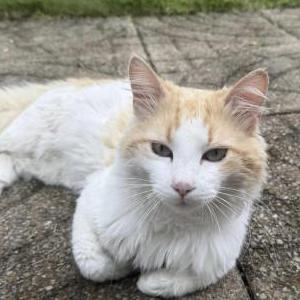 Image of Chip, Lost Cat