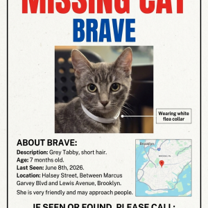 Image of Brave, Lost Cat