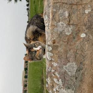 Image of Mango, Lost Cat