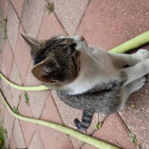 Image of Bungee, Lost Cat