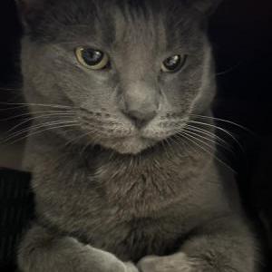 Lost Cat Gigi