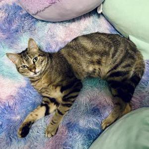 Image of Kitten, Lost Cat