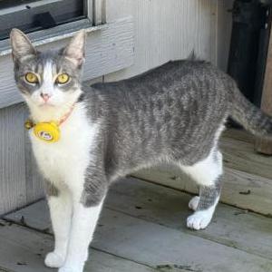Image of Layla, Lost Cat