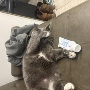 Lost 2 Gus (Texas)