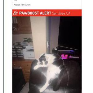 Image of Tito, Lost Cat