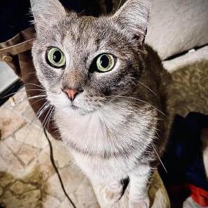 Lost 2 Joey (NC)