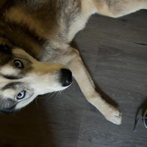 Lost 1 King Rocco McBryde (North Carolina)