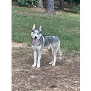 2nd Image of King Rocco McBryde, Lost Dog