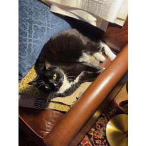 Image of Boo kitty, Lost Cat