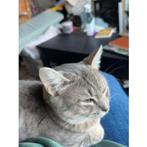 Image of Clementine, Lost Cat