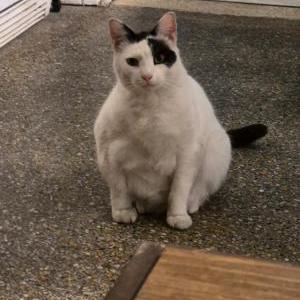Image of Princeton, Lost Cat