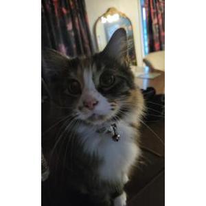 Image of Kevin, Lost Cat