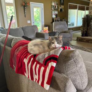 Image of Butterscotch, Lost Cat