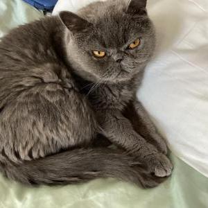 Image of Plastic Meow, Lost Cat