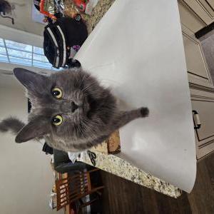 Image of Pastina, Lost Cat