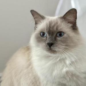 Image of Lucy, Lost Cat