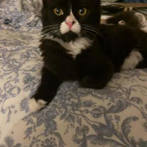 Lost 2 cleo (California)