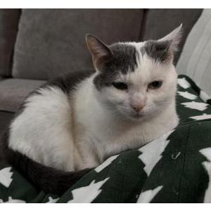 Image of Amy Crantz, Lost Cat