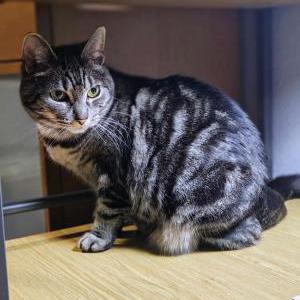 Image of Banana, Lost Cat