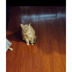 Image of Chalimis, Lost Cat
