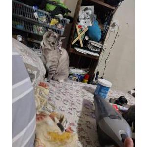 Image of Chaleemees, Lost Cat