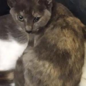Image of Tortie, Lost Cat