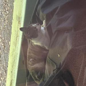 Image of Unknown, Found Cat