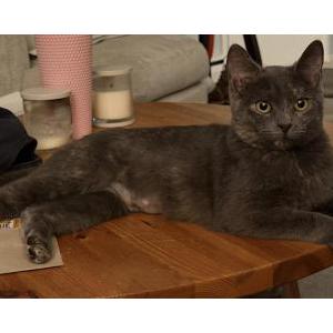 Image of Clementine, Lost Cat