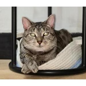Image of Lulu, Lost Cat