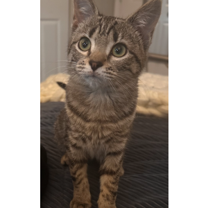 Lost Cat Mira