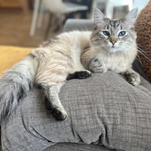 Image of Boba Purrl, Lost Cat