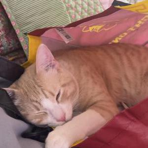 Image of KiKi, Lost Cat