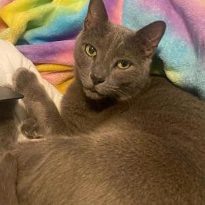 Image of Snowflake, Lost Cat