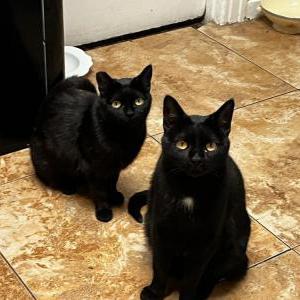Image of Jracula, Lost Cat