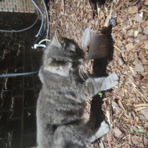 Image of Unknown, Found Cat