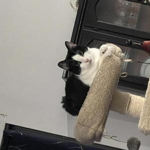 Image of Oscar, Lost Cat