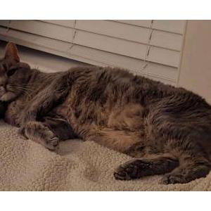 2nd Image of Trouble, Lost Cat