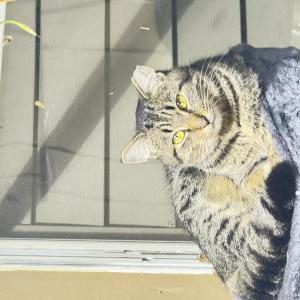 Image of Loki, Lost Cat