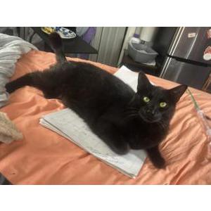 Image of Fluff, Lost Cat
