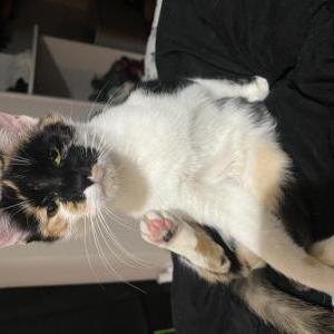 Image of Spotty, Lost Cat