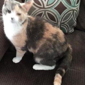 Image of Luna, Lost Cat