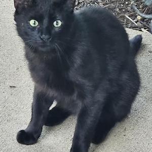 Found Cat Unknown