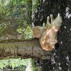 Image of Omer, Lost Cat