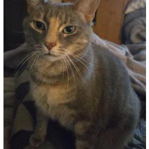 Image of Sloan, Lost Cat