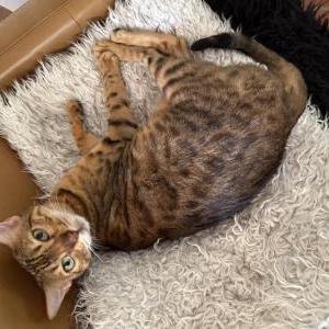 Image of Ruby, Lost Cat